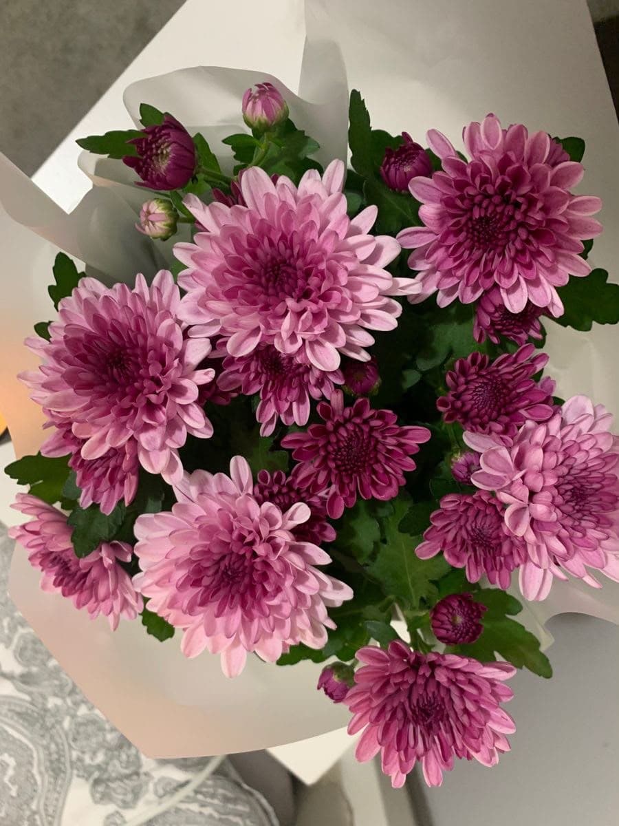 Chrysanthemum