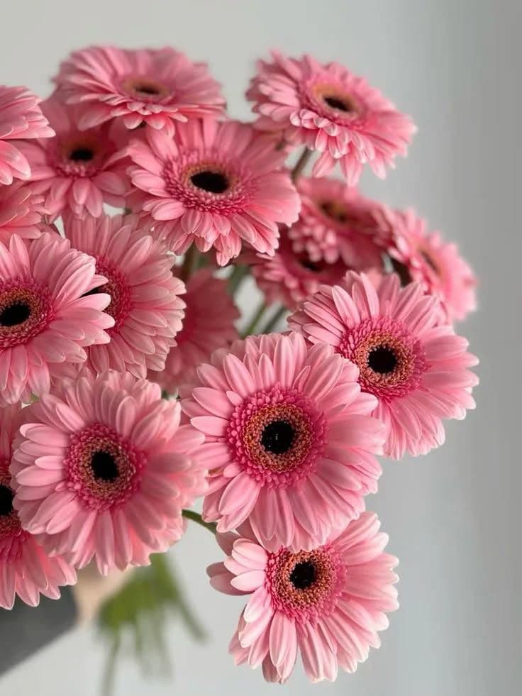 Gerbera