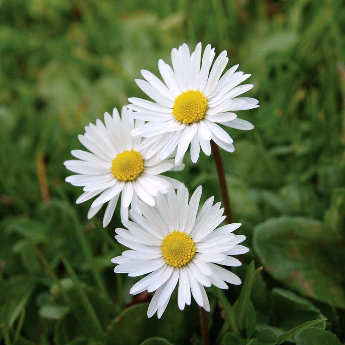 Daisy