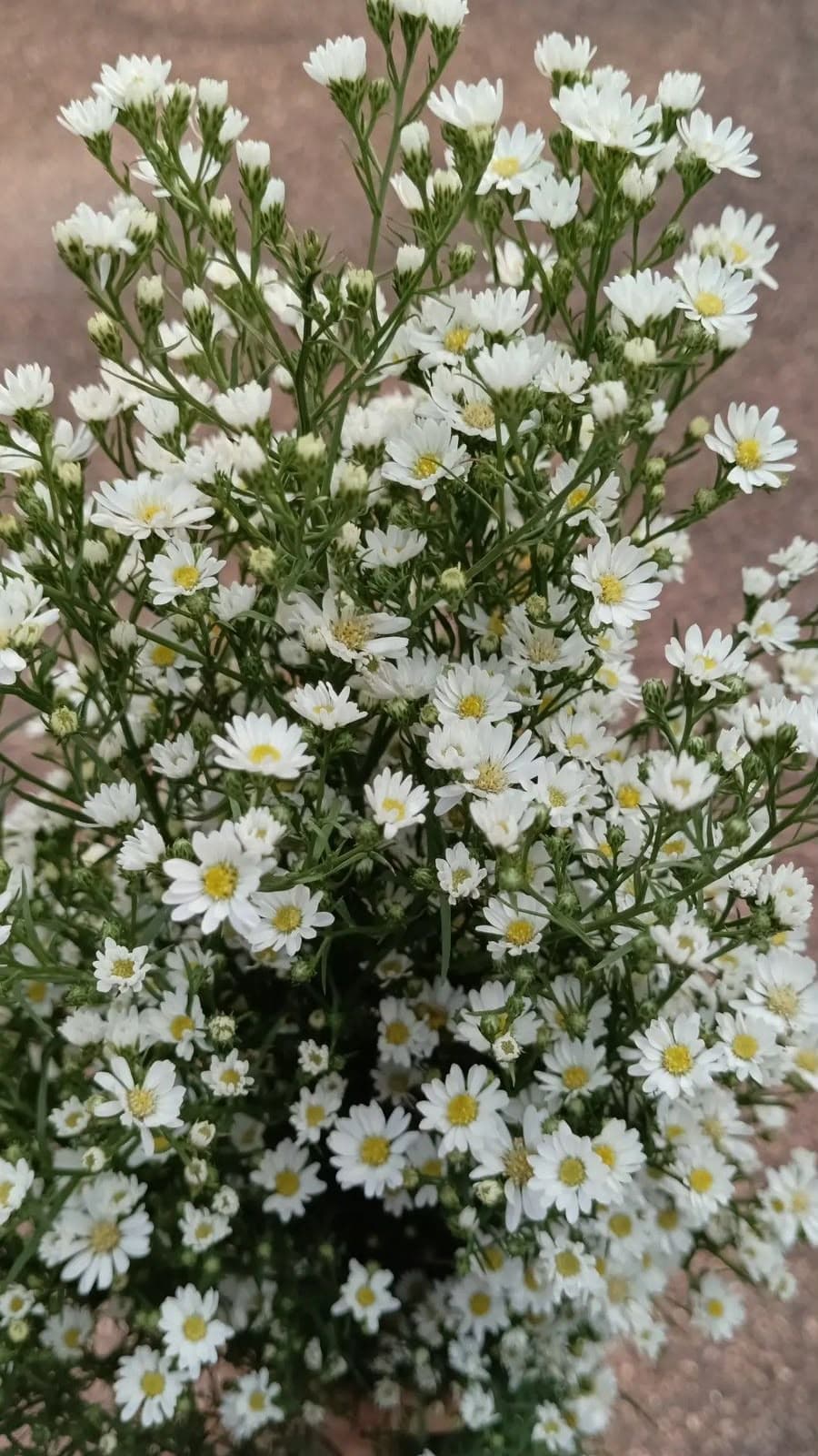 Super daisy
