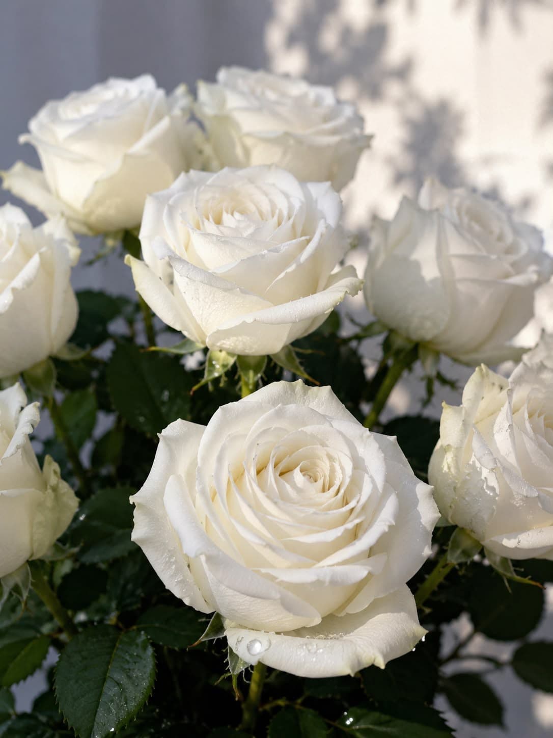 White rose